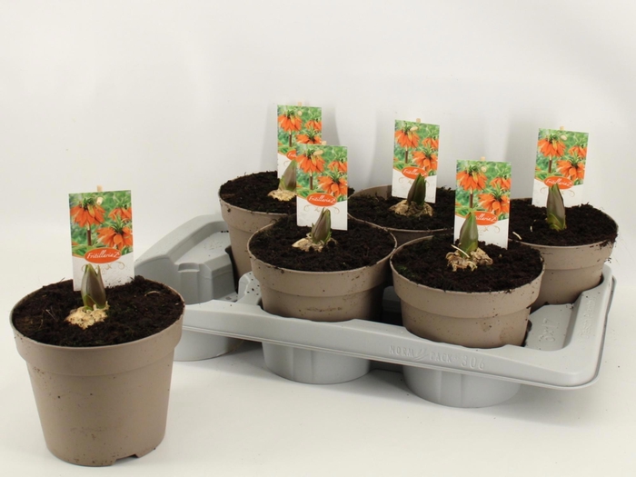 <h4>FRIT IMP AURORA</h4>