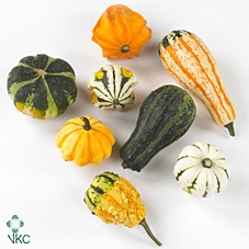 Cucurbita Maya Mix