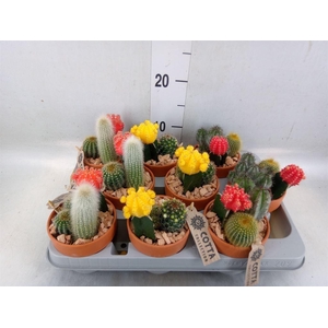 Arr.  Cactus L%