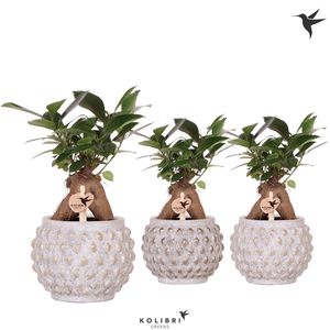 Kolibri Greens Ficus Ginseng Retusa in Marrakesh pot gold copper mix