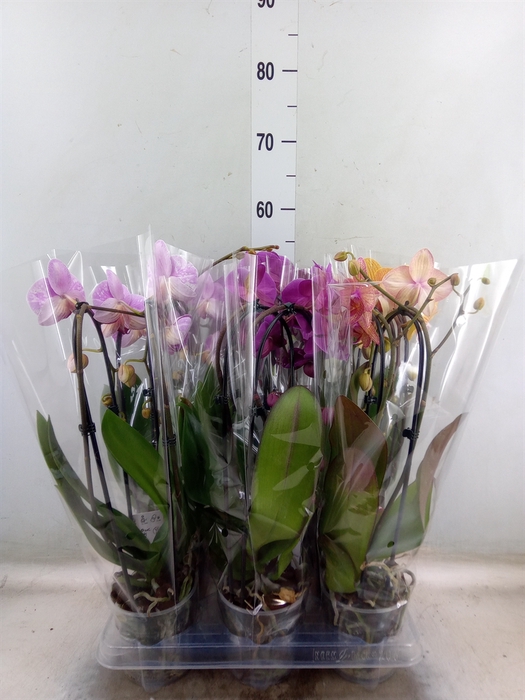 <h4>Phalaenopsis  'Elegant Cascade'</h4>