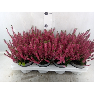 Calluna vulg. 'Beauty L Sharon'