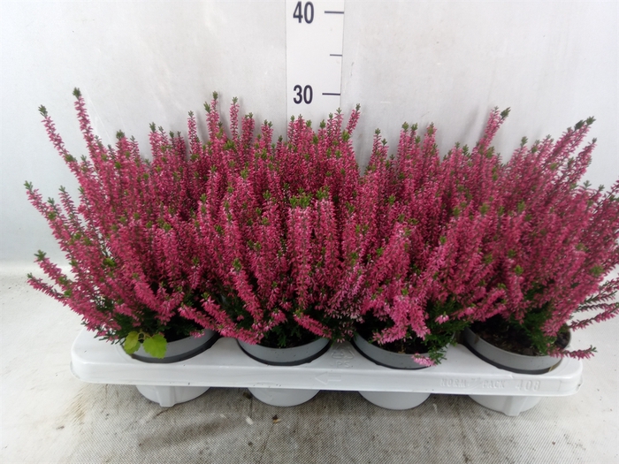 <h4>Calluna vulg. 'Beauty L Sharon'</h4>