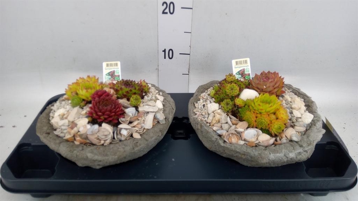 <h4>Arr. Tuinplanten L%</h4>