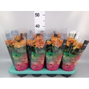 Chrysanthemum  'Durango'