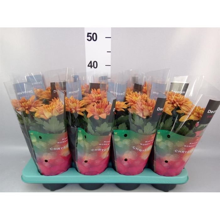 <h4>Chrysanthemum  'Durango'</h4>