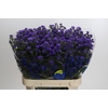 Aster Baby Parade