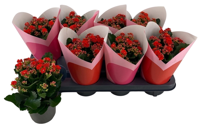 <h4>KAL GE PERFECTA RED</h4>