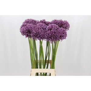 ALLIUM JASMINE ALLIUM JASMINE