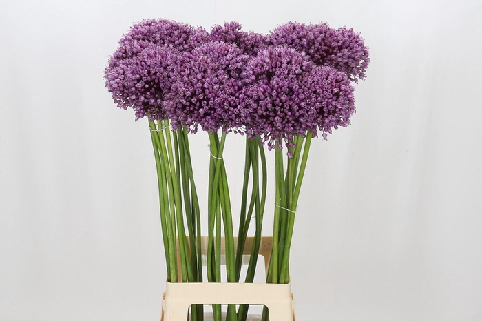 <h4>ALLIUM JASMINE ALLIUM JASMINE</h4>