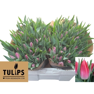 Tulipa si bolroyal pink