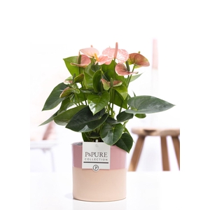 Anthurium pink (Spirit) in P&PURE Tess 2 cer. pink
