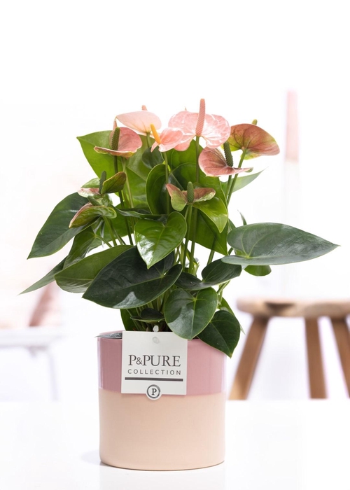 <h4>Anthurium pink (Spirit) in P&PURE Tess 2 cer. pink</h4>
