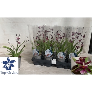 ONCIDIUM OV