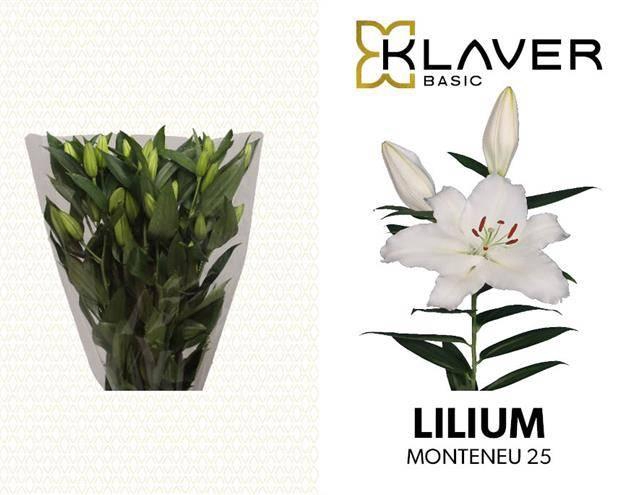 <h4>LI OR MONTENEU</h4>