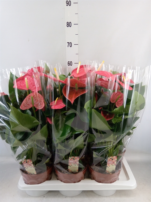 <h4>Anthurium andr. 'California'</h4>