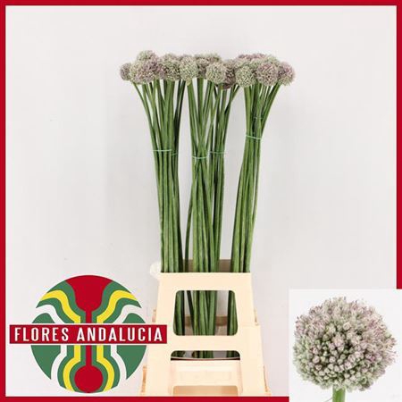 ALLIUM AMPELOPRASUM