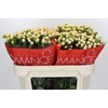 Hypericum Cool Romance
