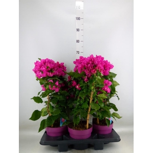 Bougainvillea  'Vera Dp Purple Imp'