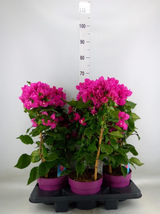 <h4>Bougainvillea  'Vera Dp Purple Imp'</h4>