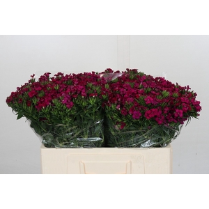 Dianthus Br Amazon Neon Cherry