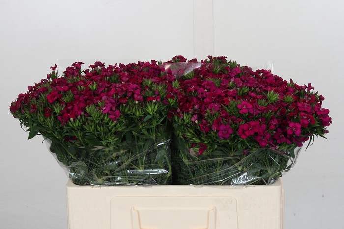 <h4>Dianthus Br Amazon Neon Cherry</h4>