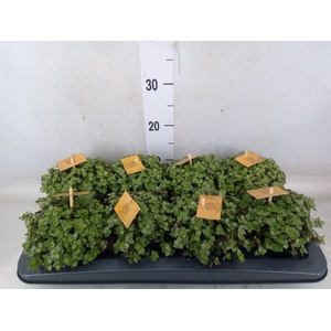 Callisia repens 'Turtle'