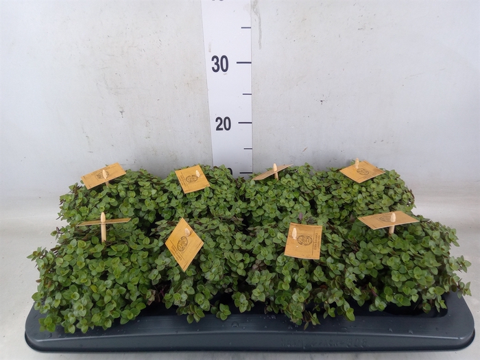 <h4>Callisia repens 'Turtle'</h4>