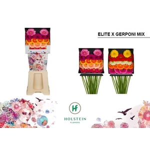 Germini Pomponi Mix Pomponi  Elite Diamond