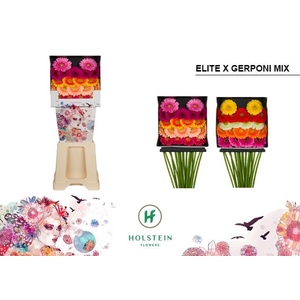 Germini Pomponi Mix Pomponi  Elite Diamond