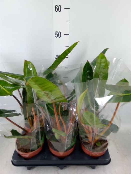 <h4>Philodendron billietiae</h4>