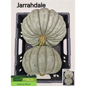 Cucurbita Sierkalebs