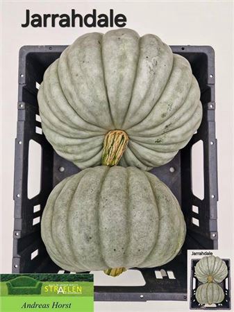 <h4>Cucurbita Sierkalebs</h4>