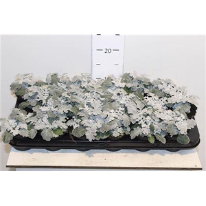 Senecio Maritima P9