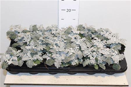 <h4>Senecio Maritima P9</h4>