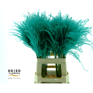 Dried Stipa Feather Blue