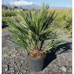 Chamaerops humilis
