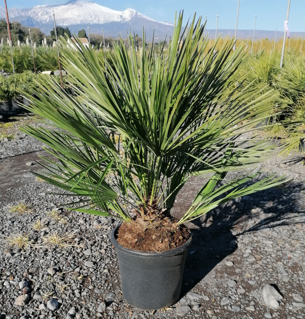 <h4>Chamaerops humilis</h4>