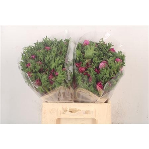 Anemone. Mistral Fuchsia