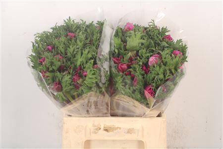 <h4>Anemone Mistral Fuchsia</h4>