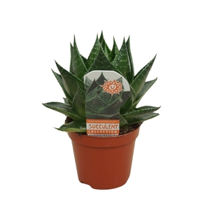 Aloe aristata 'Cosmo'