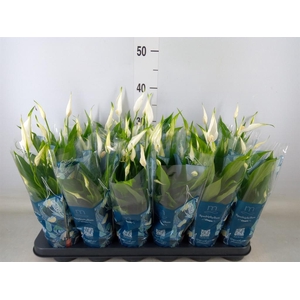 Spathiphyllum  'Chopin'