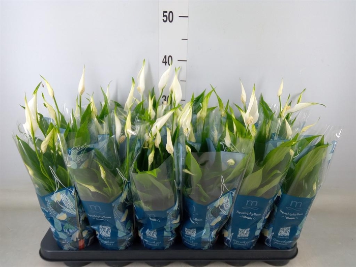 <h4>Spathiphyllum  'Chopin'</h4>