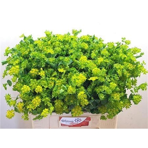 BUPLEURUM ROTUNDIFOL