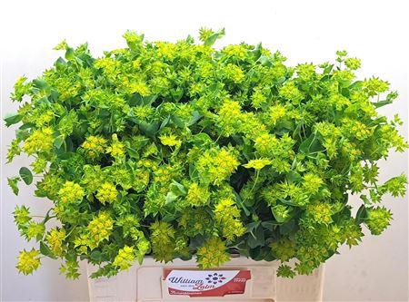 <h4>BUPLEURUM ROTUNDIFOL</h4>