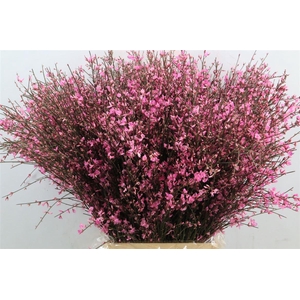 Ginster 400gr Lilac P Bunch