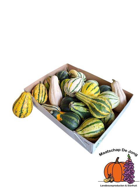 CUCURBITA MAYA MIX
