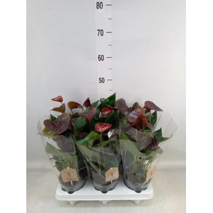 Anthurium andr. 'Essencia'