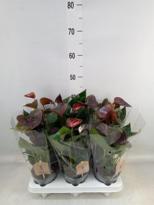 <h4>Anthurium andr. 'Essencia'</h4>