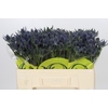 Eryngium Magical Blue Lagoon